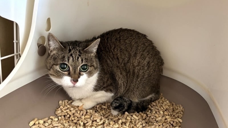 モクレンちゃん　キジ白♀