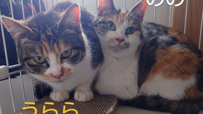 ののちゃん　三毛♀