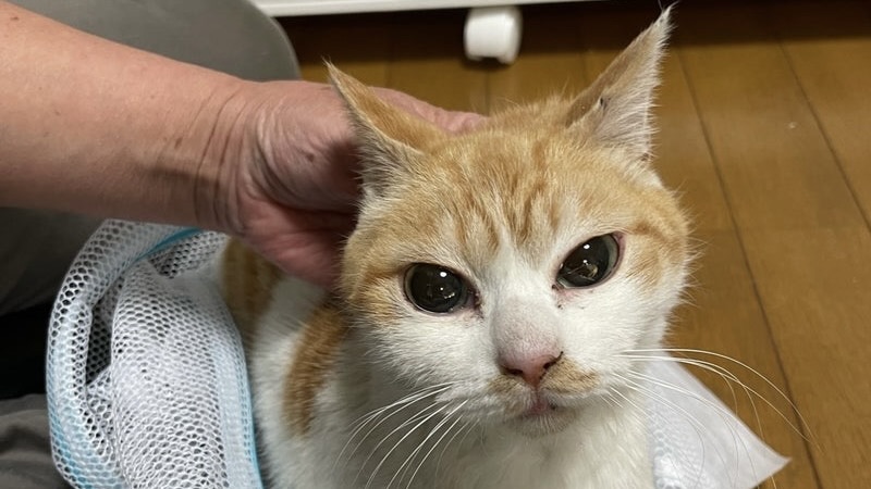 4/9里親様決定 ! つきちゃん　茶白♀