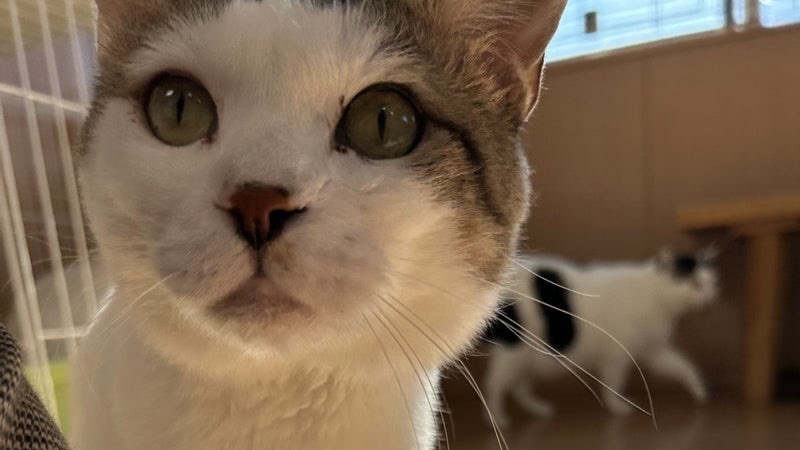 里親様内定 ! 富一　キジ白♂