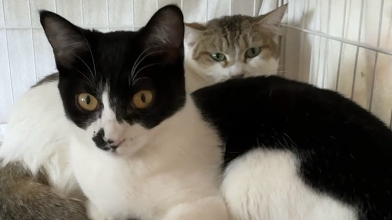 リマちゃん　黒白♀