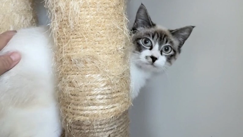 カリーナちゃん　シャム風♀