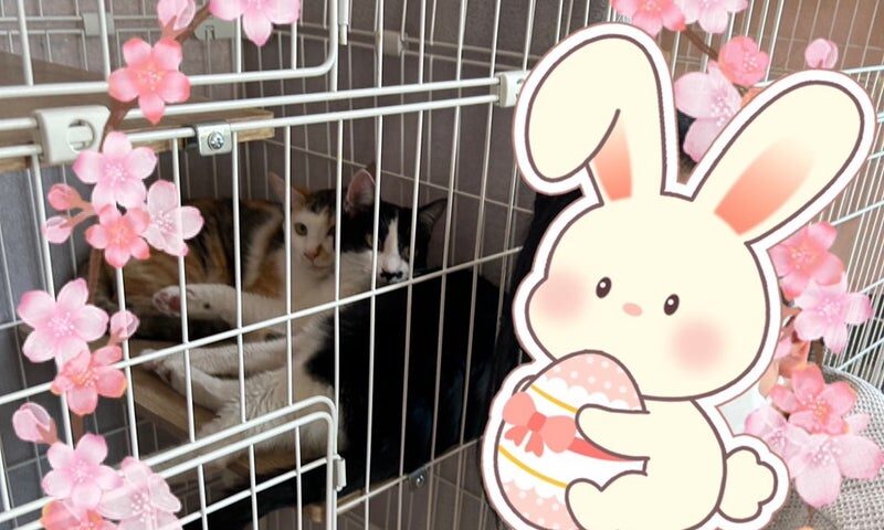 4月11日(土)バステトちゃんサーモンちゃん