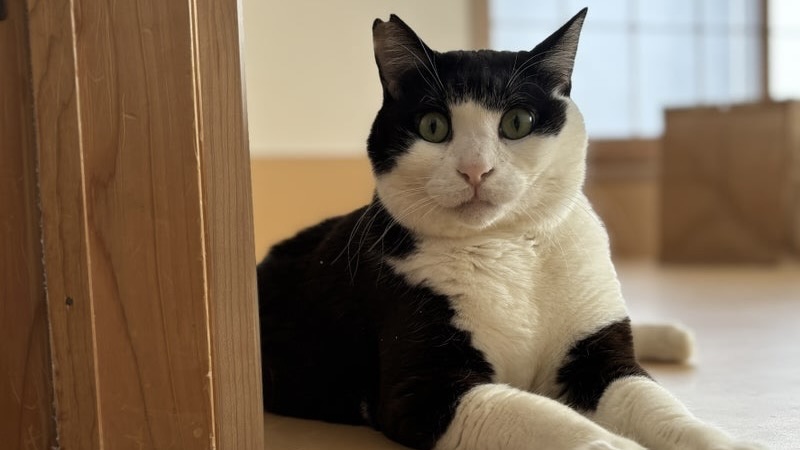 フクジュくん　黒白♂