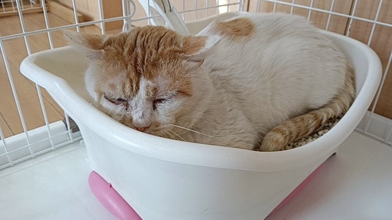 かえでくん　茶白♂