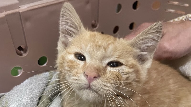 里親様内定 ! キーくん　茶トラ♂