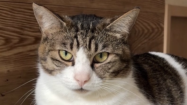 駿馬くん　キジ白♂