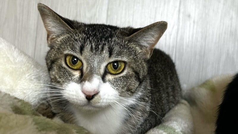 ルルちゃん　キジ白♀