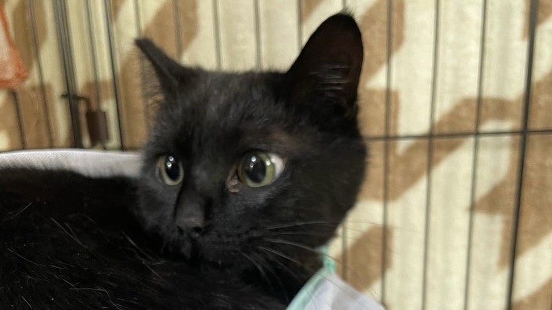 クロスケくん　黒♂