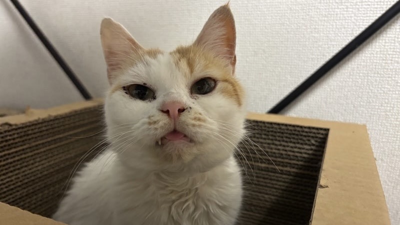 リツちゃん　茶白♀