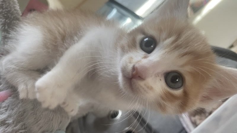 里親様内定 ! 凪(なぎ)くん　茶白♂