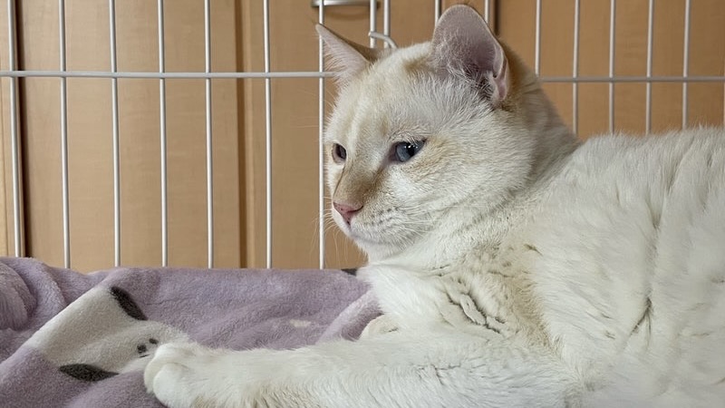 オーロ　茶白♂