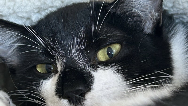 ぴっぴちゃん　黒白♀