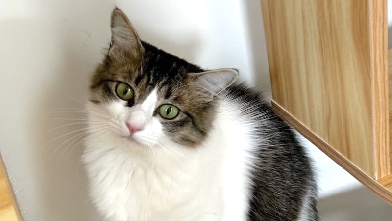 あんねちゃん　キジ白♀　妊娠中