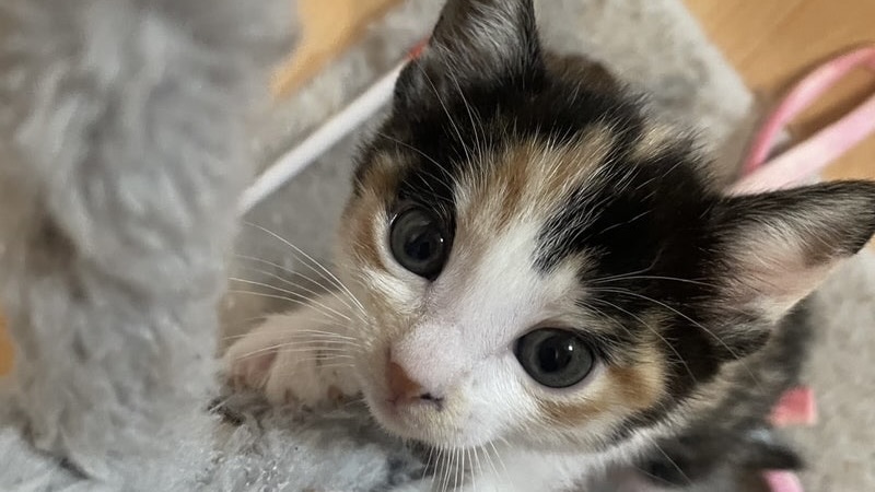 里親様内定 ! 咲(さき)ちゃん　三毛♀