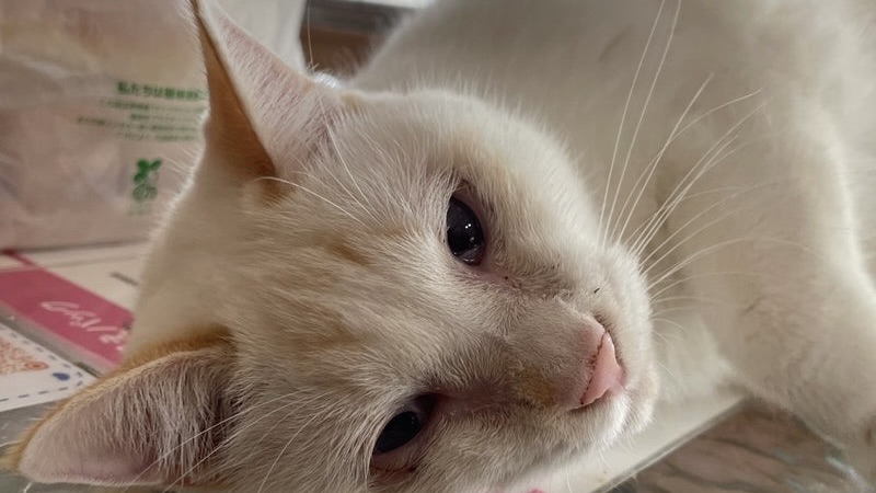 ジャーロ　茶白♂