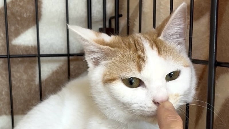 4/11里親様決定 ! くりちゃん　茶白♀