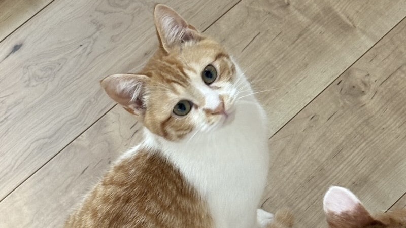 カンくん　茶白♂