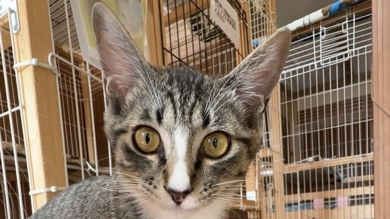 トトくん　キジ白♂