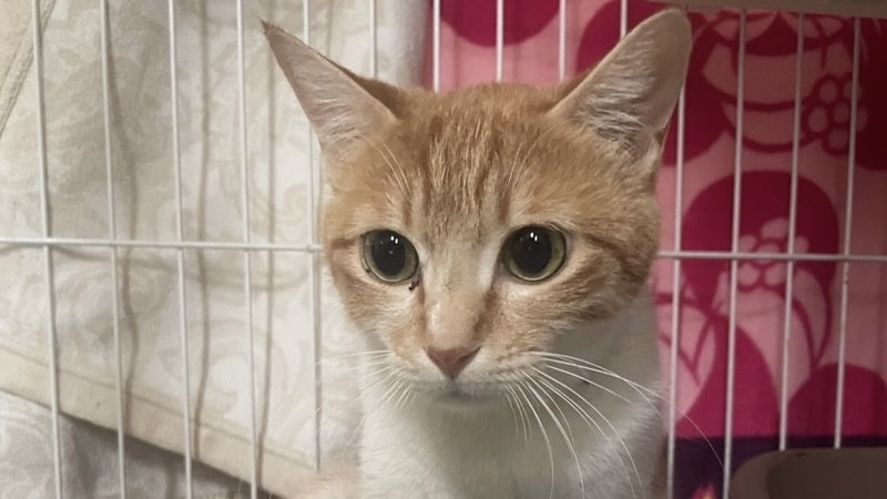 桜ちゃん　茶白♀