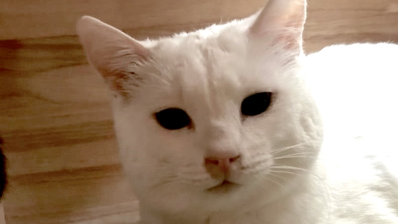 <span style="color:#ff0000;font-size:11px">☆プレミアアクセス</span>こまめちゃん　白♀