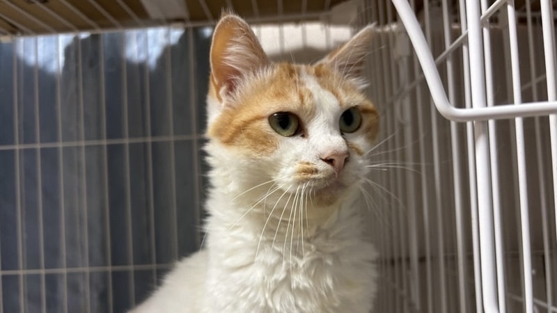 タケル　茶白♂