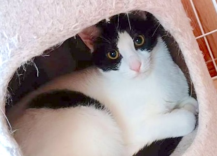 アラビちゃん　黒白♀