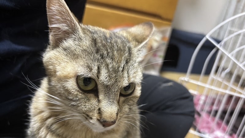 ラパンちゃん　明るいキジトラ♀