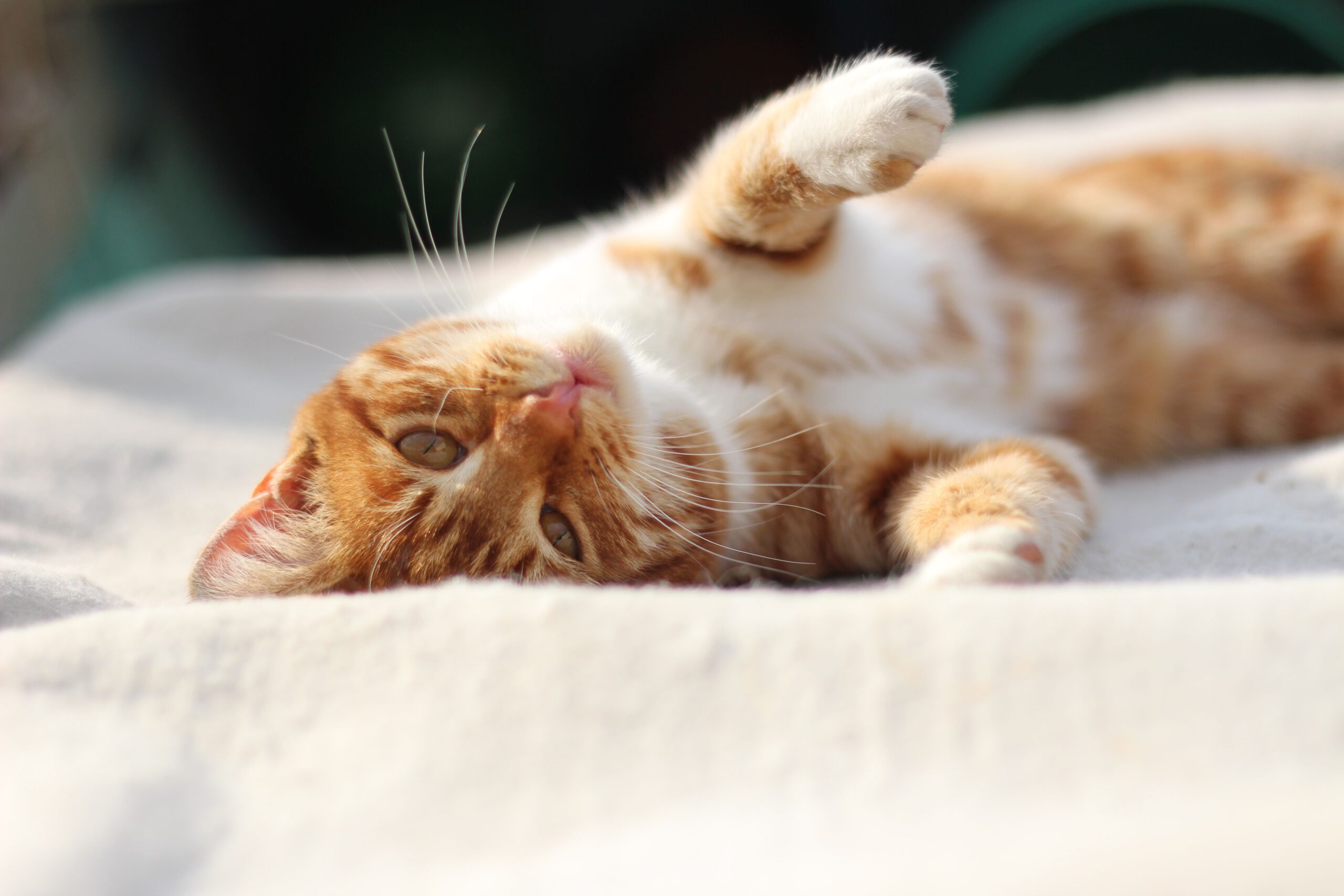 image-slider-with-thumbnail1.jpeg