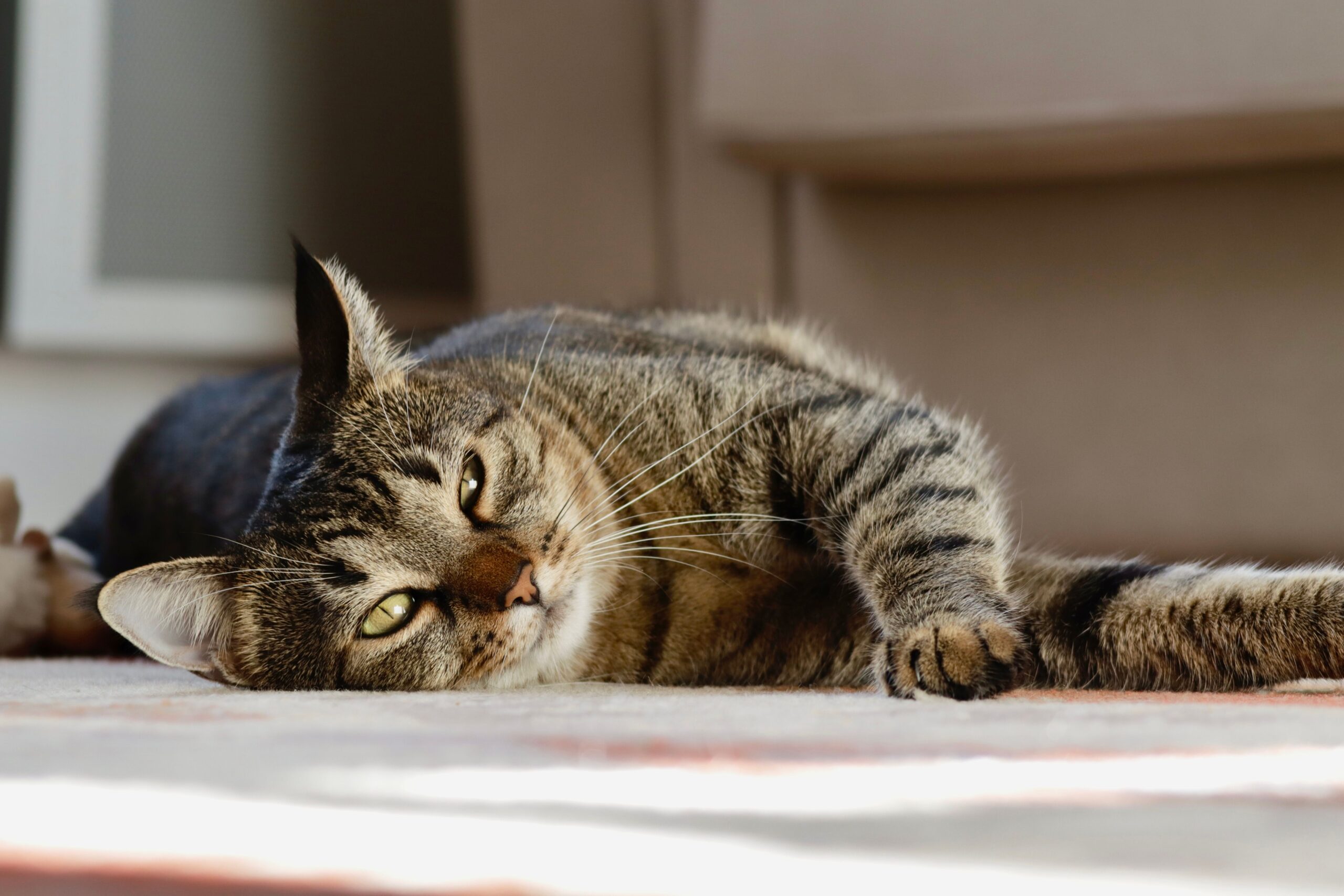 image-slider-with-thumbnail1.jpeg